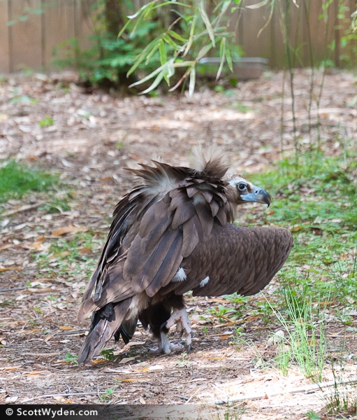 Vulture Tip Toe