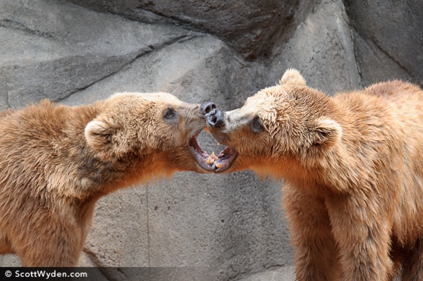 Angry Bears | Scott Wyden Imagery