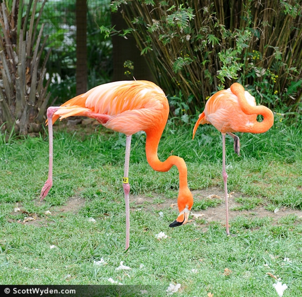 Flamingo Yoga