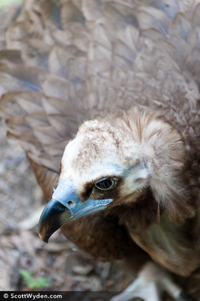 vulture-hunt