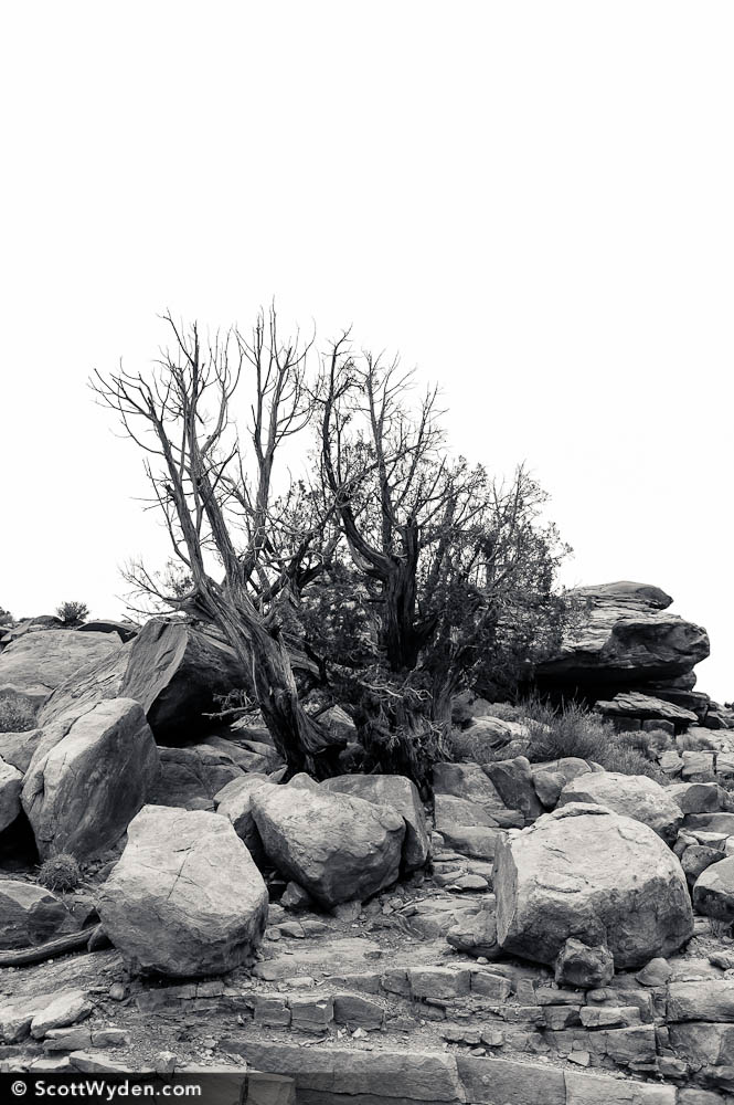 Auhsoj-Tree